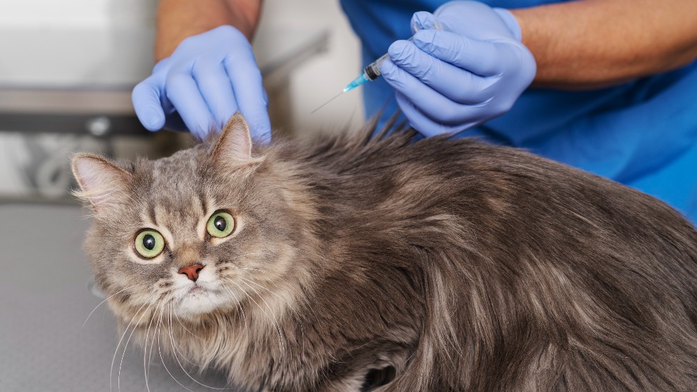 Essential Vaccinations for Pets: What You Need to Know?