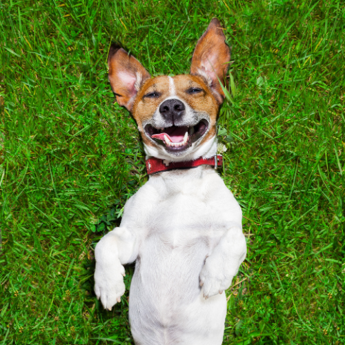 Happy rescue dog