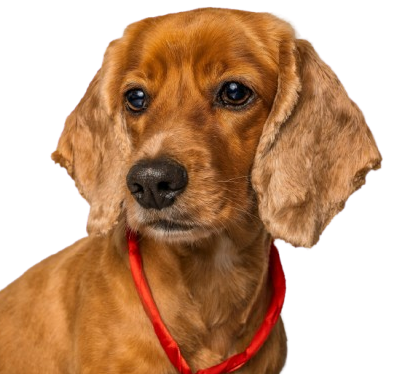 Pet Care Impact
