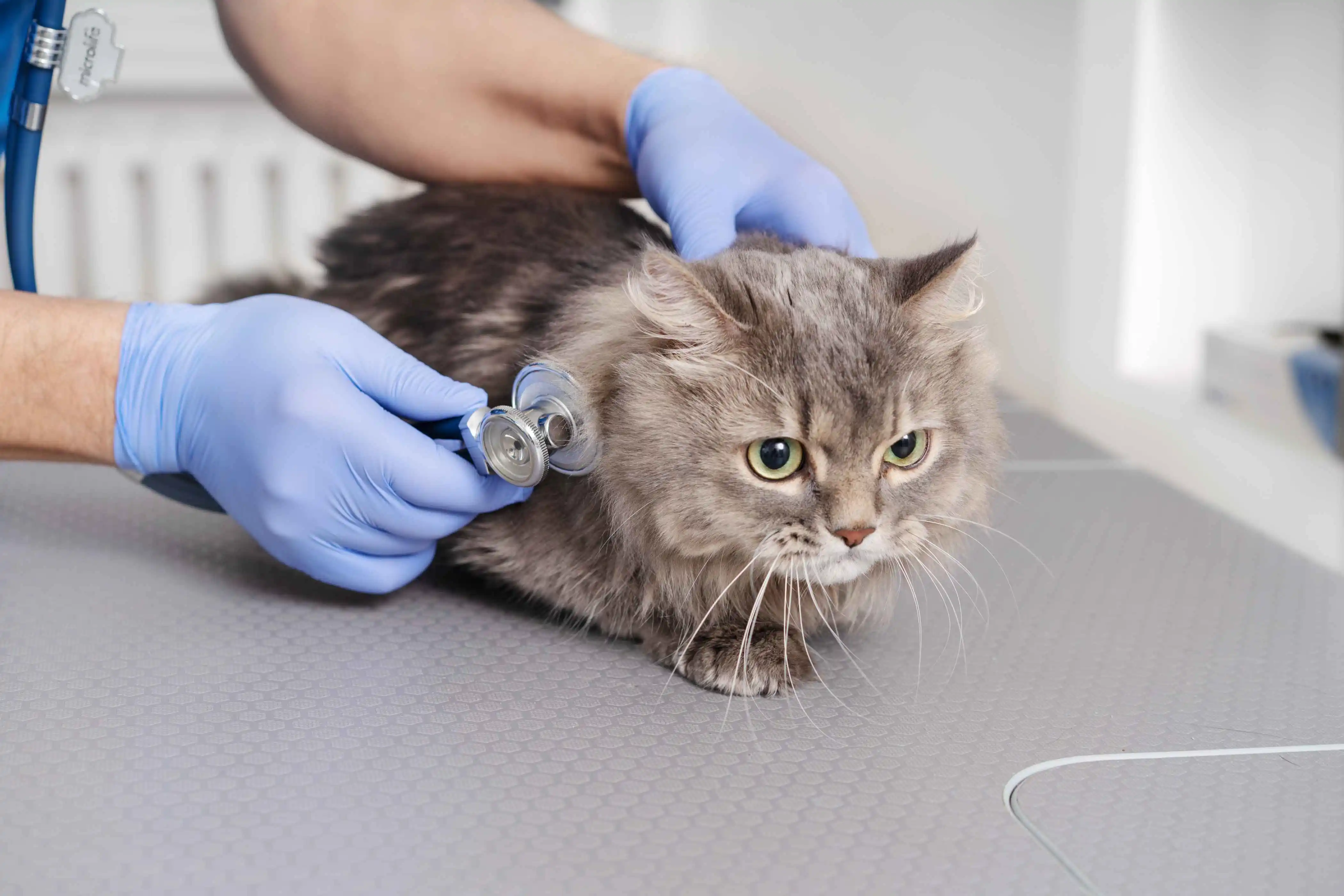 Veterinary Care