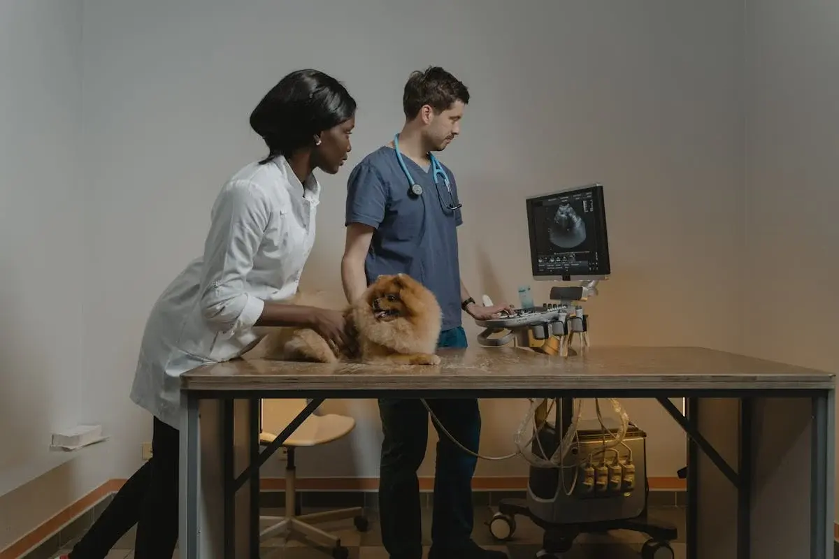 Pet Treatment